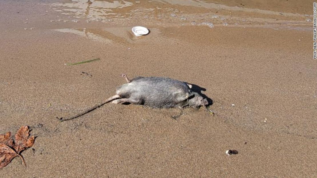 Después de Ida, las ratas muertas llegaron a la orilla del Canarsie Park en Brooklyn, Nueva York. Esta foto fue tomada por Neal Phillip, profesor de Ciencias Ambientales en el Bronx Community College.