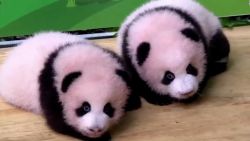 CNNE 1069612 - mira a estos adorables bebes panda gemelos de 100 dias