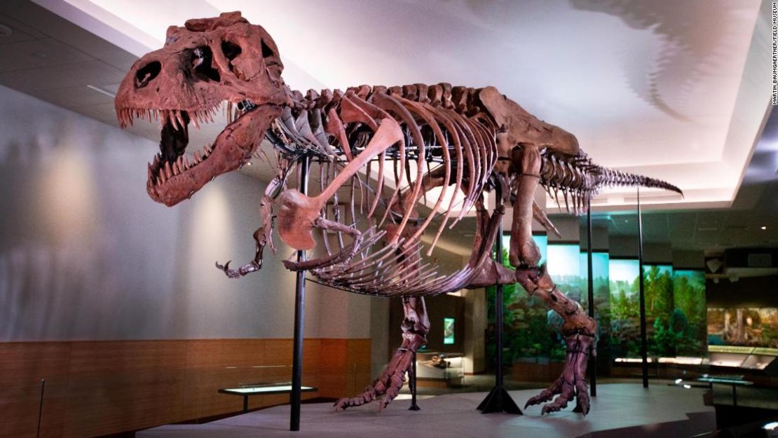 Expuesto en el Museo Field de Chicago, Sue el T. Rex es el fósil de T. Rex más completo del mundo, pero los científicos no saben si es macho o hembra. Sue debe su nombre a Sue Hendrickson, que descubrió el dinosaurio en 1990 durante un viaje de excavación al norte de Faith, Dakota del Sur.