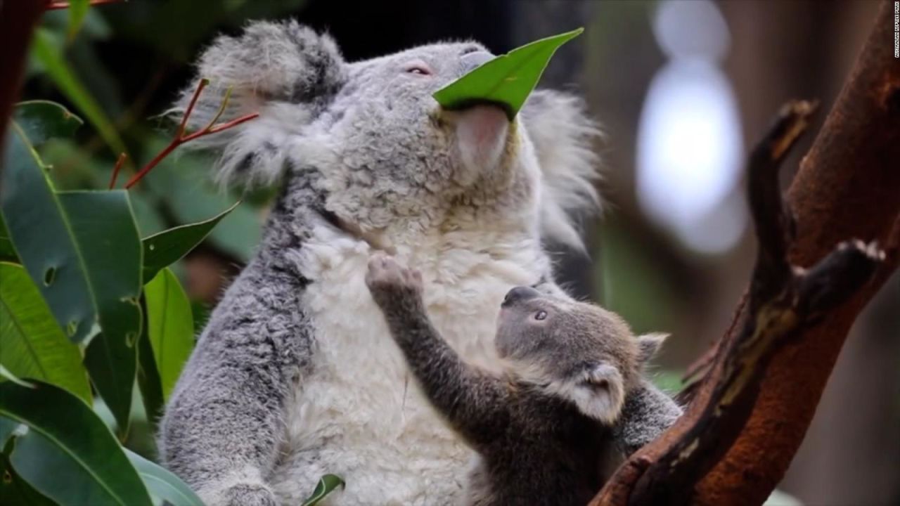 CNNE 1070007 - australia perdio un 30% de koalas en solo 3 anos