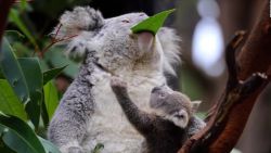 CNNE 1070007 - australia perdio un 30% de koalas en solo 3 anos