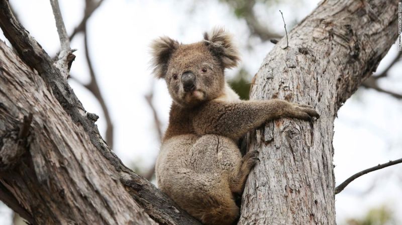 Australia ha perdido casi un tercio de su población de koalas en los últimos tres años, según una fundación | cnn