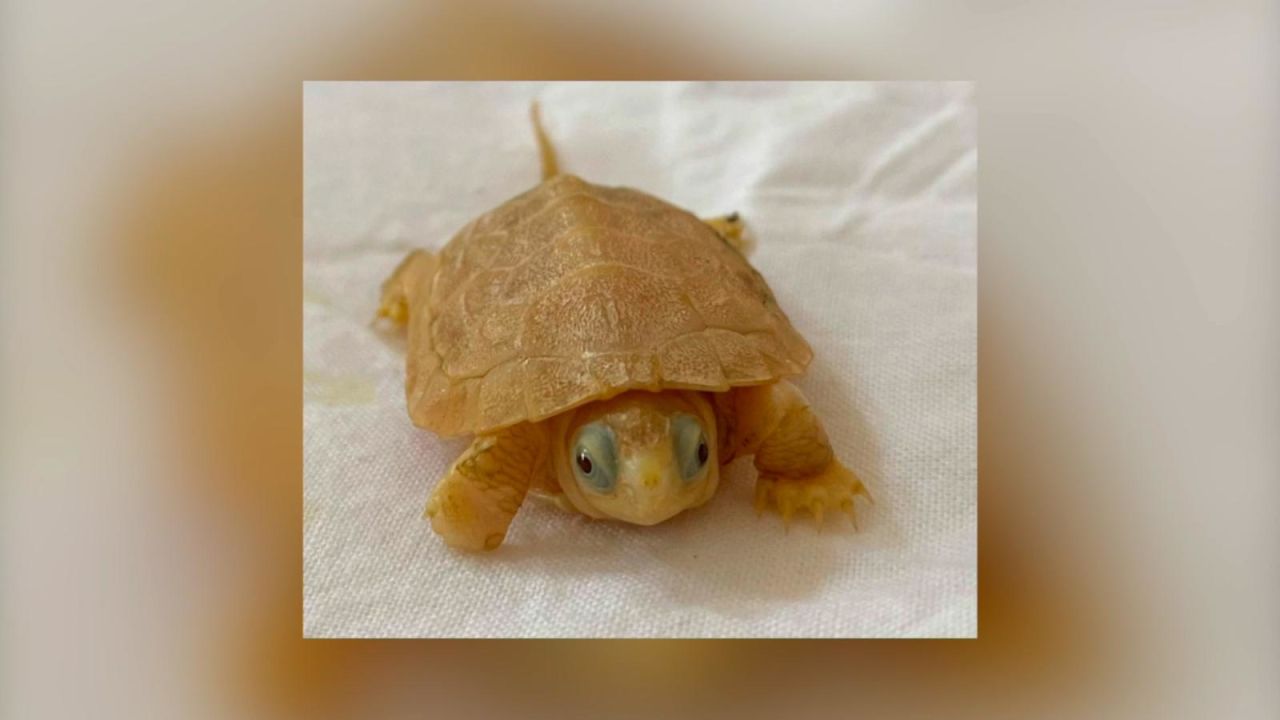 CNNE 1070350 - asi luce una tortuga albina en peligro de extincion