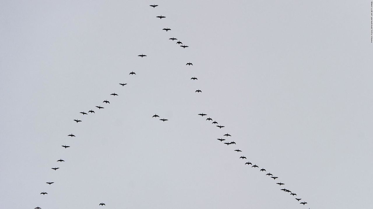 CNNE 1071736 - cumple sueno de volar con gansos antes de perder su vision