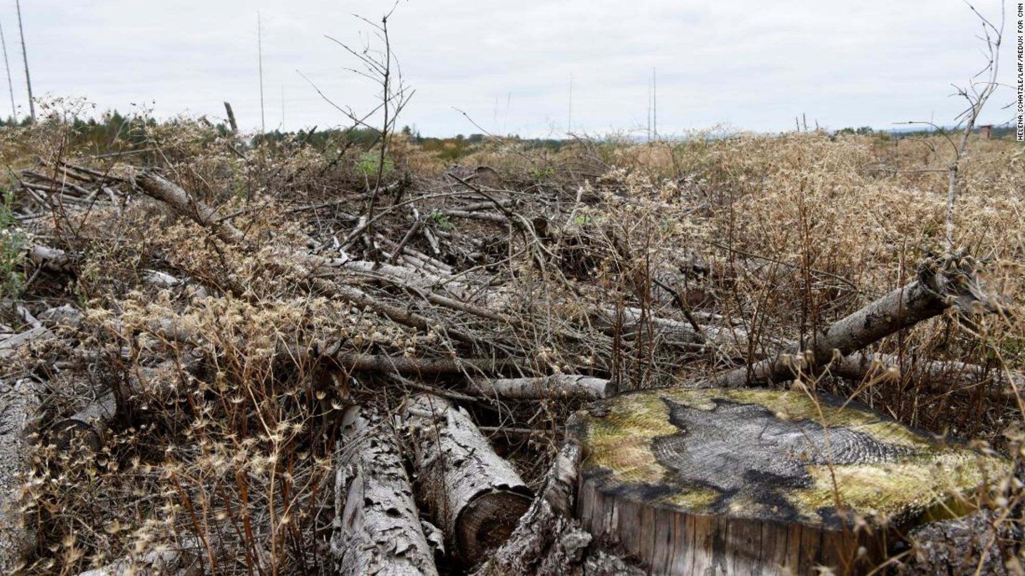 CNNE 1072134 - germany, reinhardswald, area that was completely destroyed by the bark beetle