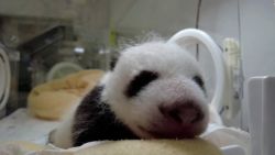 CNNE 1072280 - historico nacimiento de pandas gigantes en china