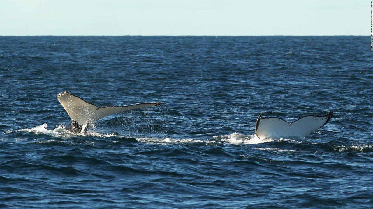 CNNE 1072375 - dron capta una carrera de cortejo de ballenas jorobadas