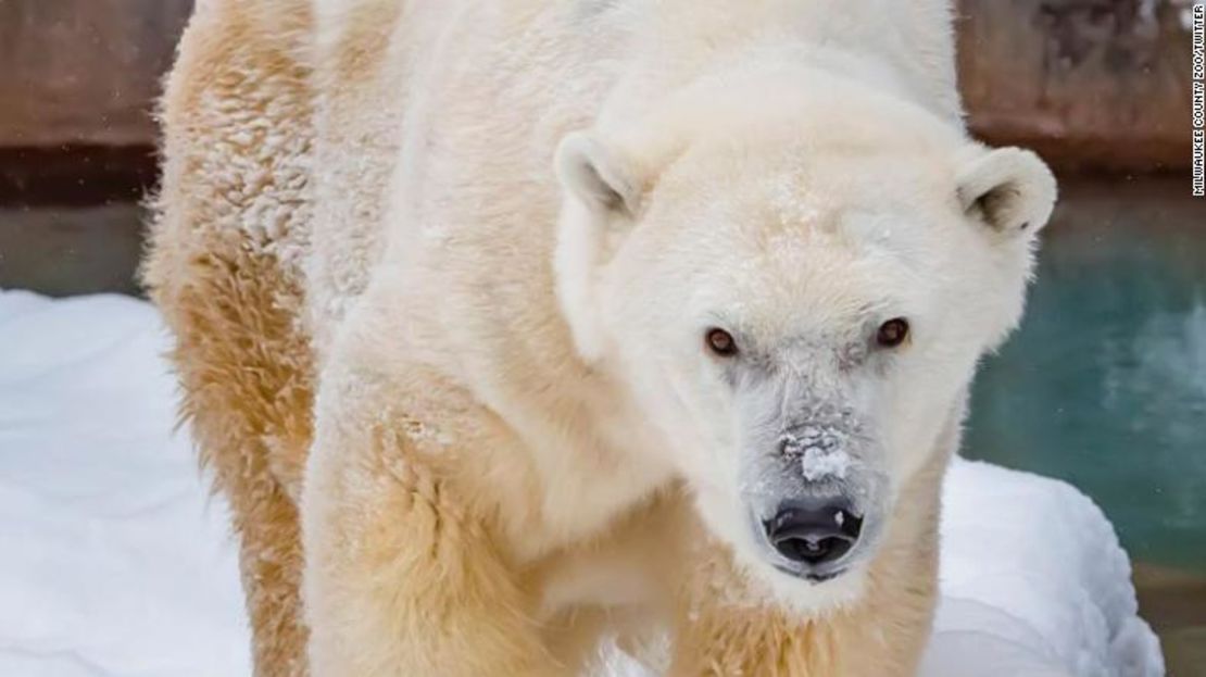 A los 36 años, Snow Lilly era el oso polar más viejo bajo cuidado humano en Norteamérica, según el zoológico del condado de Milwaukee.