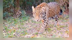 CNNE 1073045 - liberan a jaguar nacida en cautiverio en argentina