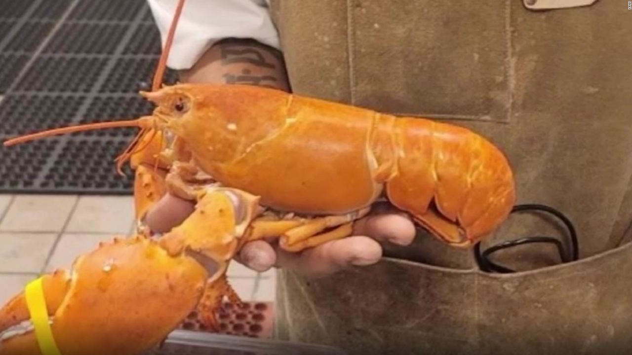 CNNE 1073986 - langosta anaranjada se salva de ser comida por su color