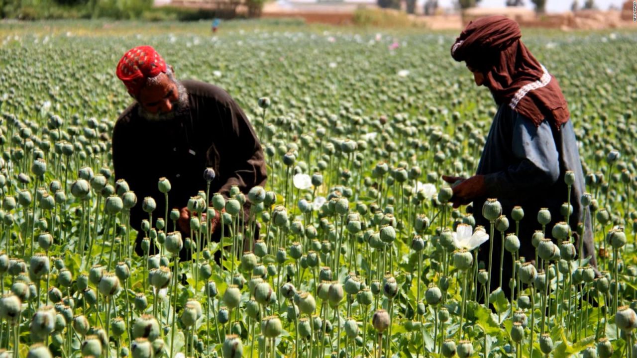 CNNE 1074163 - taliban debe decidir sobre el cultivo de opio