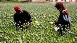 CNNE 1074163 - taliban debe decidir sobre el cultivo de opio