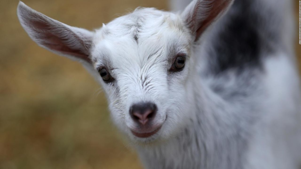 CNNE 1074165 - mira a estas cabras fugitivas paseando por atlanta