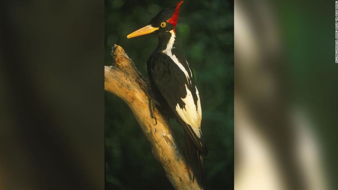 El pájaro carpintero de pico de marfil, visto aquí como un espécimen montado, dependía de los grandes pantanos del sur.