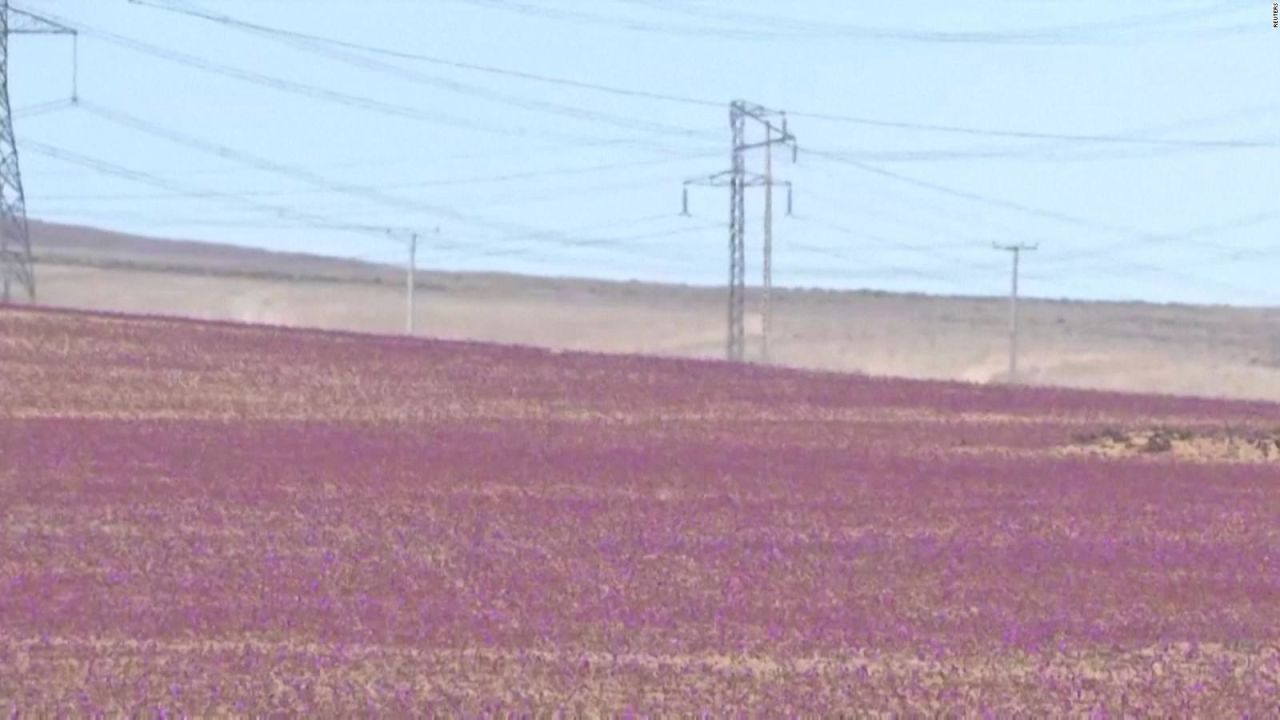 CNNE 1074438 - buscan llevar la primavera al desierto de atacama