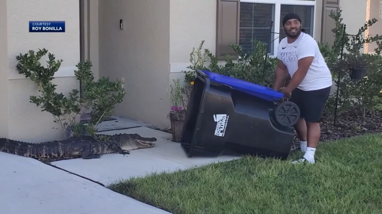 CNNE 1074849 - atrapa a un caiman en la calle con un cubo de basura