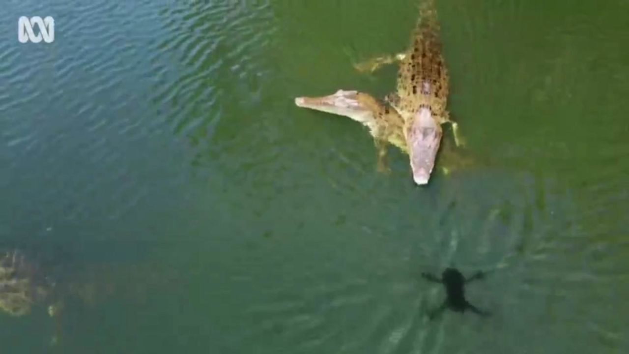 CNNE 1075757 - cocodrilo salta del agua y captura un dron