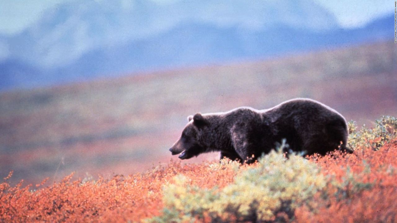 CNNE 1075776 - celebran semana del oso gordo- ¿de que se trata?