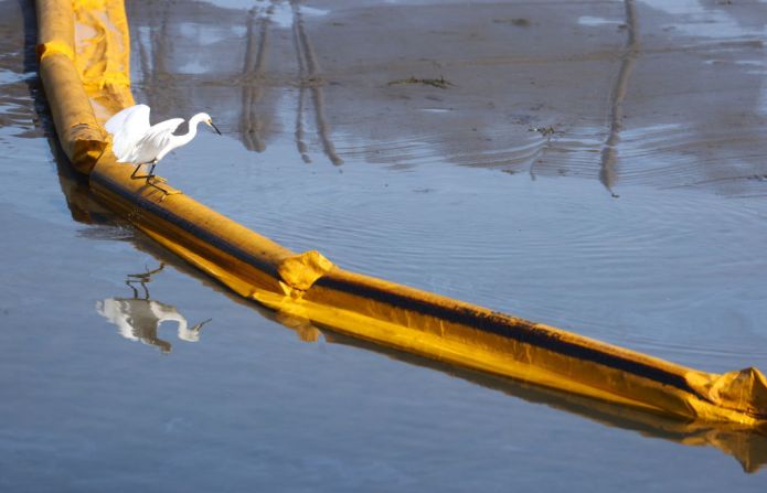 Un pájaro se balancea sobre una barrera flotante temporal para contener el petróleo que se filtró en Talbert Marsh, hogar de alrededor de 90 especies de aves.
