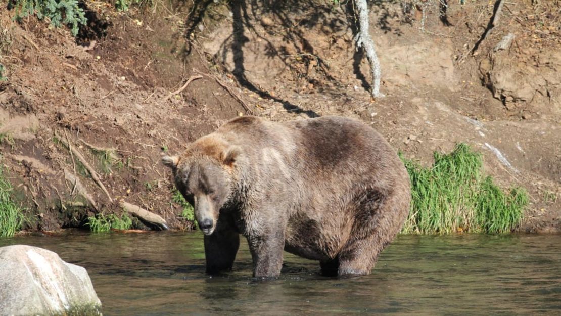 Otis 480 se llevó la corona en la competencia de la Semana del Oso Gordo.