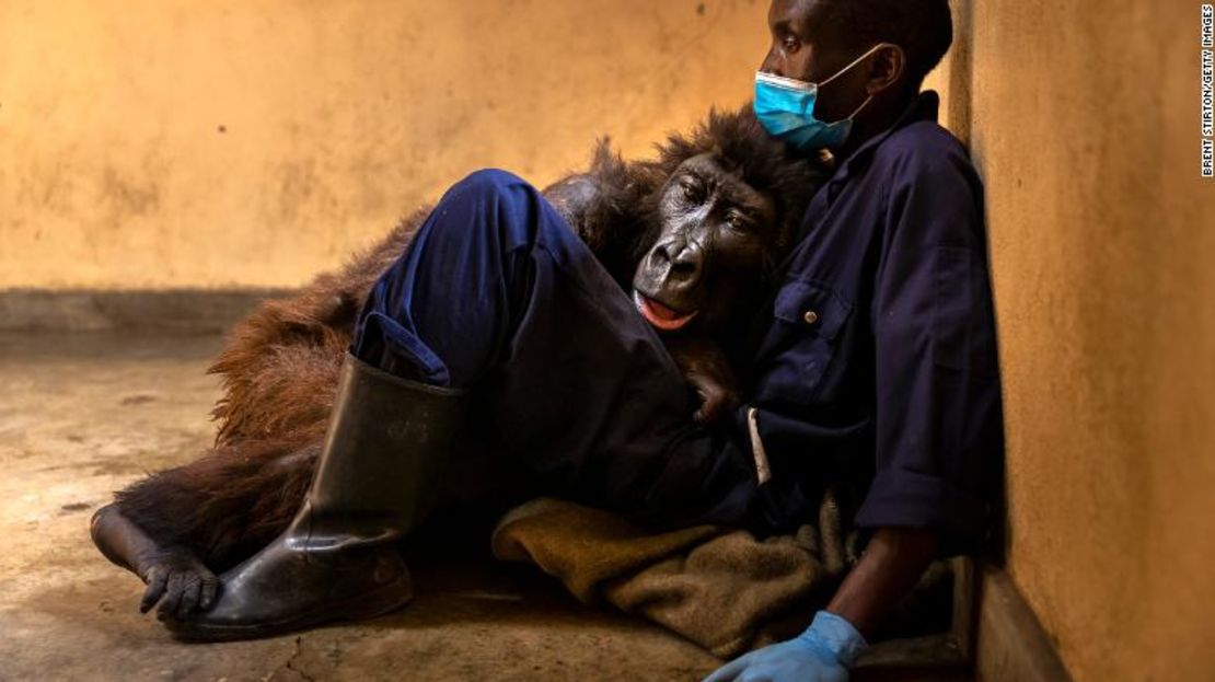 Ndakasi fotografiada con su cuidador, Andre BaumaCréditos: Brent Stirton/Getty Images