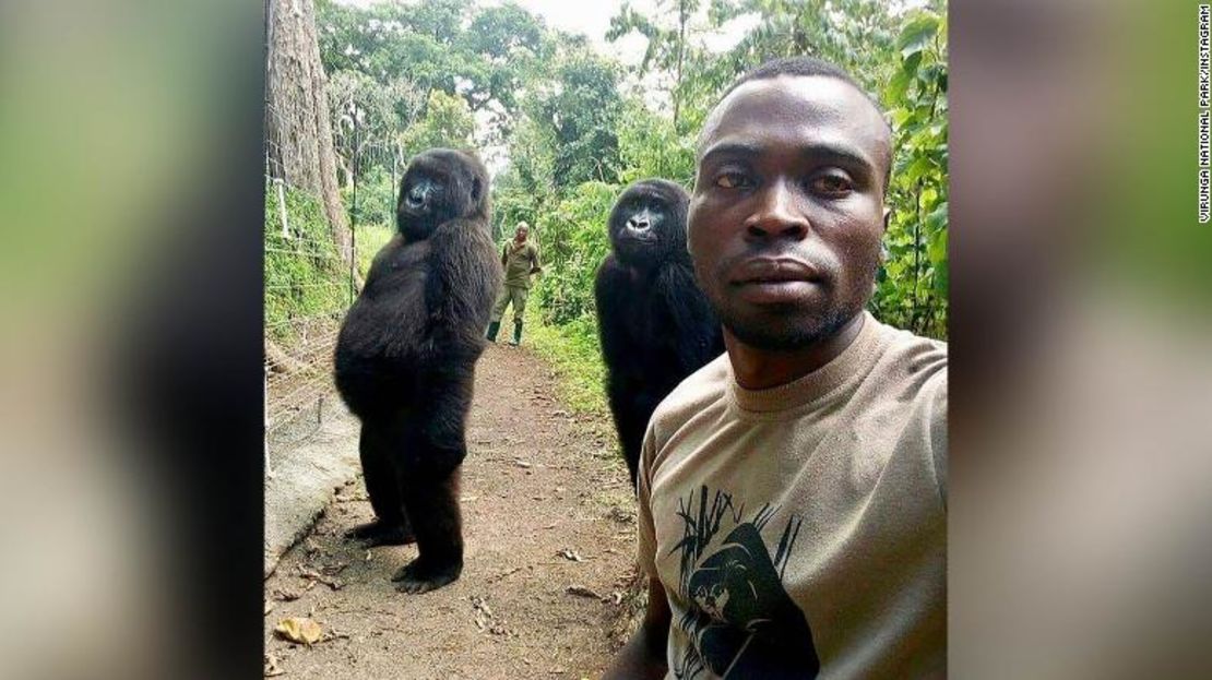 CNNE 1078449 - 190422153943-gorillas-selfie-virunga-national-park-exlarge-169