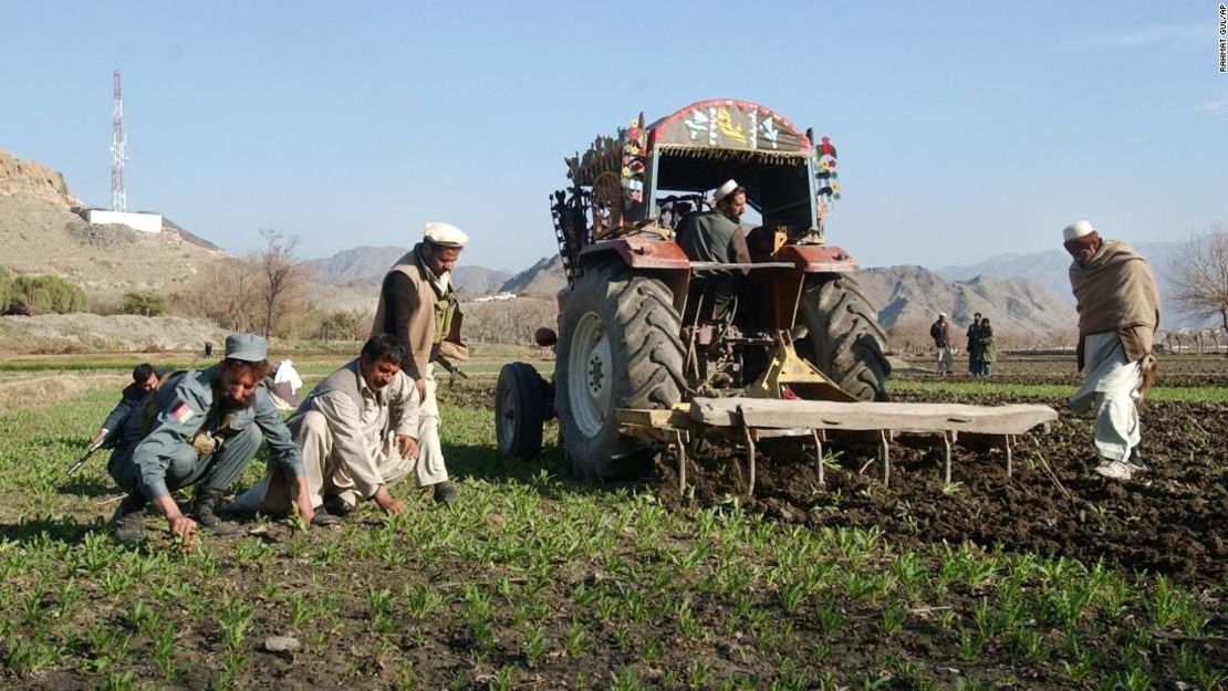 Un tractor erradica un cultivo de amapolas en la provincia de Nangarhar en enero de 2007.