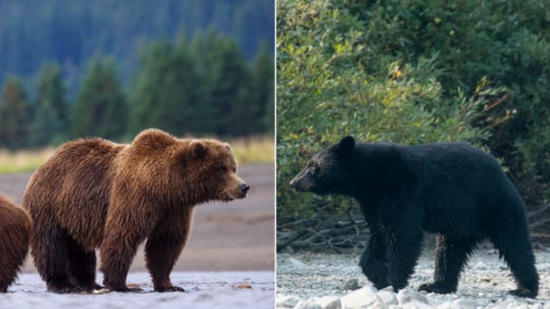 Eso es un oso pardo a la izquierda. ¿Ves la joroba? Esa es una forma de diferenciarlo de un oso negro, que no tiene la joroba detrás del cuello. Getty Images