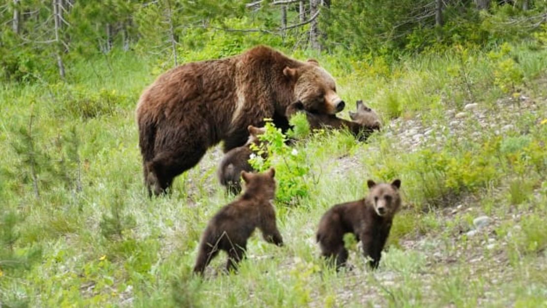 Una osa grizzly llamada "399" camina con sus cuatro cachorros en las afueras de Jackson, Wyoming, en junio de 2020. La madre habita el Parque Nacional Grand Teton y el Bosque Nacional Bridger-Teton. Un excursionista sabio nunca se pondrá entre 399 y sus cachorros. George Frey / Getty Images