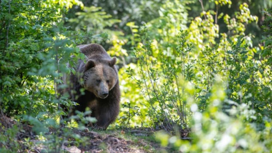 Este oso pardo deambulaba por el bosque bávaro en Neuschonau, Alemania. Si el oso comienza a correr hacia ti, es importante que te mantengas firme. Salir corriendo es un movimiento equivocado. Ingo Geriach / Barcroft Media / Getty Images