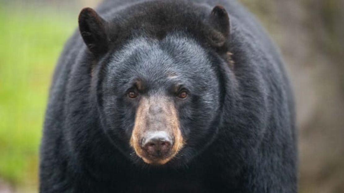 Estudia este rostro. Esta es una cara de oso negro. Si estás siendo atacado por un oso negro, no te hagas el muerto. Defiéndete. Friso Gentsch / picture alliance / dpa / Getty Images