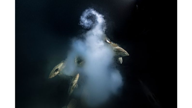 Imagen ganadora del fotógrafo submarino francés Laurent Ballesta de meros camuflados que salen de sus nubes de óvulos y esperma en Fakarava, Polinesia Francesa. (FOTO: Laurent Ballesta / Fotógrafo de vida silvestre del año) Mira la galería →