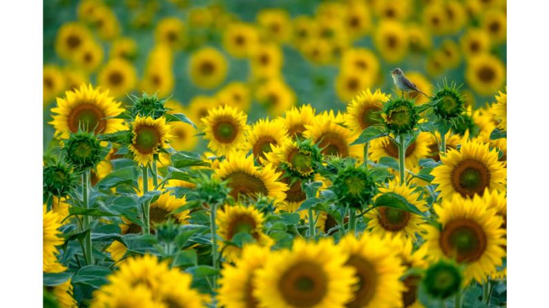 Andrés Luis Domínguez Blanco, de España, ganó en la categoría "11-14 años" por su foto de una curruca cantando en medio de un campo de girasoles. FOTO: Andrés Luis Dominguez Blanco / Fotógrafo de vida silvestre del año