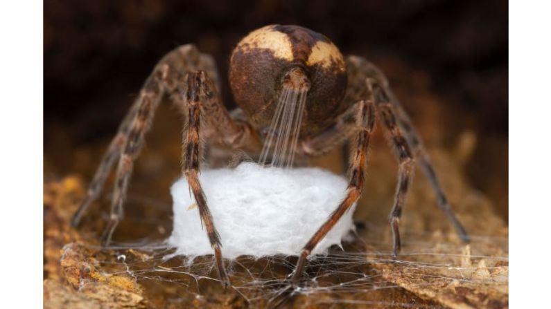 El fotógrafo israelí-canadiense Gil Wizen ganó en la categoría "Comportamiento: Invertebrados" por esta foto de una araña pesquera que estira la seda de sus hileras para tejerla en su saco de huevos. FOTO: Gil Wizen / Fotógrafo de vida silvestre del año
