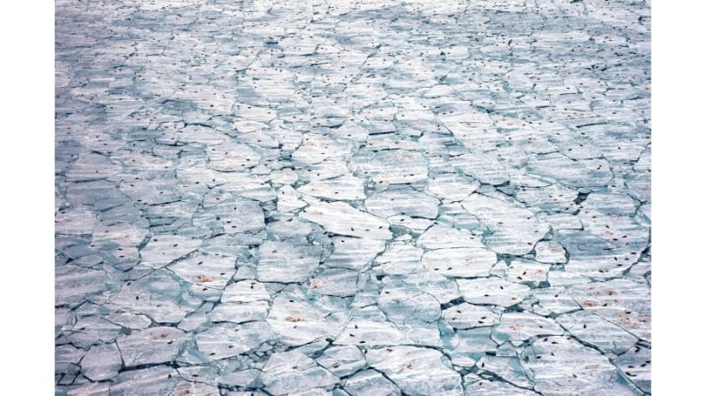 En la categoría "Océanos: el panorama más amplio", la estadounidense Jennifer Hayes ganó por su foto de hielo marino manchado de sangre donde las focas arpa estaban pariendo. FOTO: Jennifer Hayes / Fotógrafa de vida silvestre del año