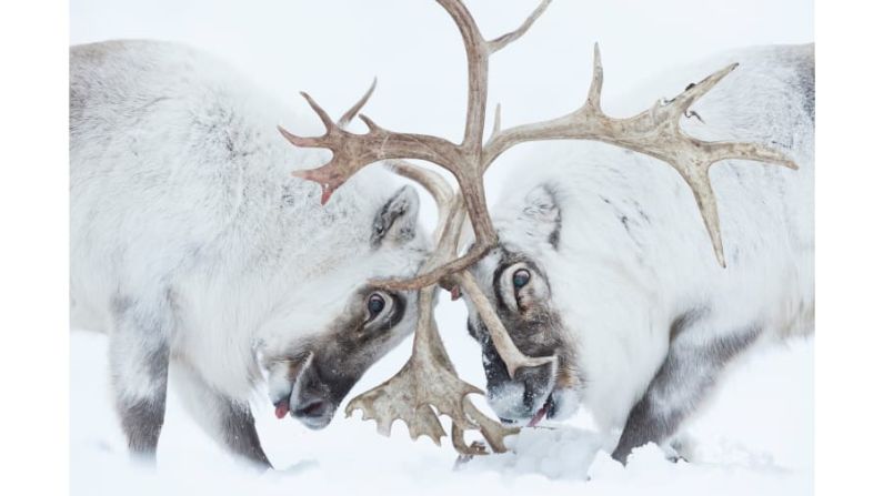 El fotógrafo italiano Stefano Unterthiner ganó en la categoría "Comportamiento: Mamíferos" por su foto de dos renos luchando por el control. FOTO: Stefano Unterthiner / Fotógrafo de vida silvestre del año