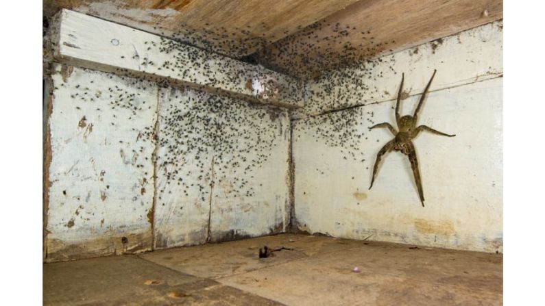 El fotógrafo israelí-canadiense Gil Wizen ganó la categoría "Vida silvestre urbana" después de encontrar una araña errante brasileña venenosa debajo de su cama. FOTO: Gil Wizen / Fotógrafo de vida silvestre del año