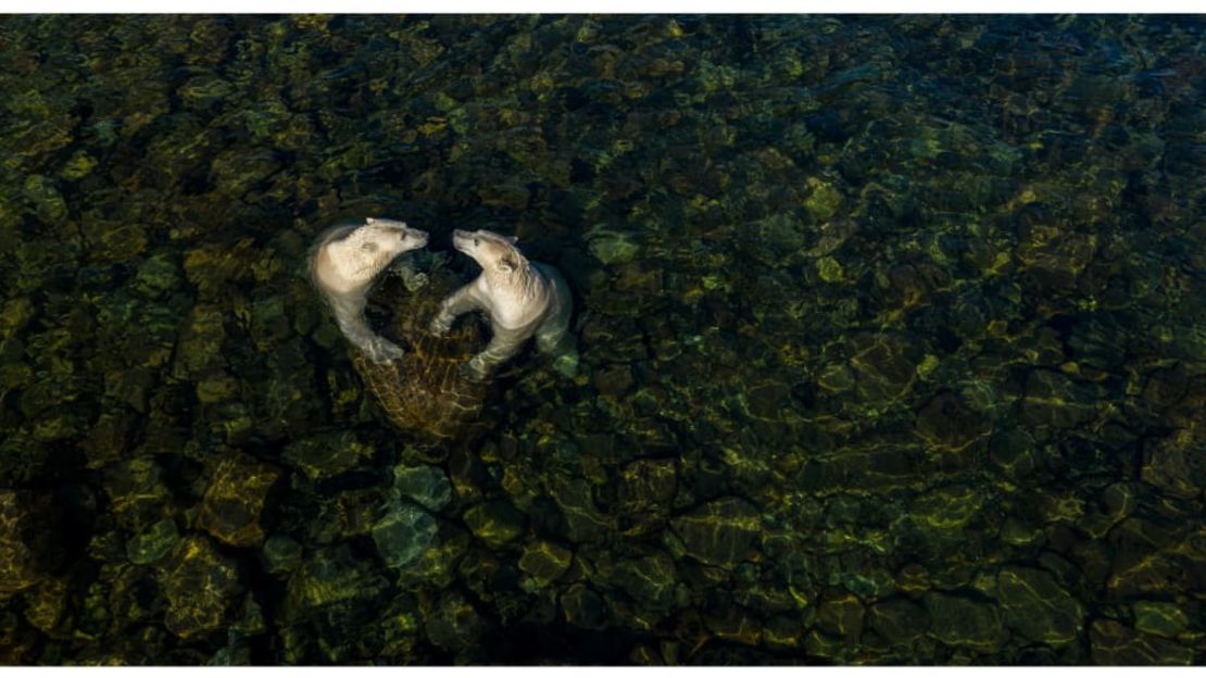 El canadiense-eslovaco Martin Gregus ganó el premio "Rising Star Portfolio Award" por una toma de osos polares jugando en el agua. Martin Gregus / Fotógrafo de vida silvestre del año