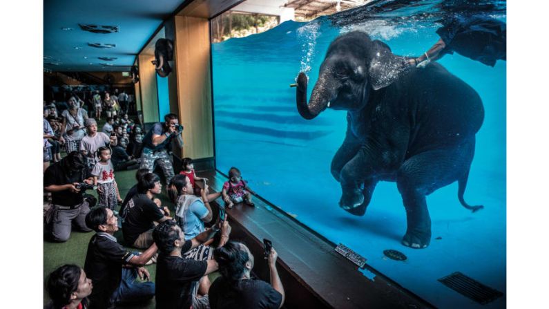 El fotógrafo australiano Adam Oswell llamó la atención sobre la explotación de elefantes en la categoría "Fotoperiodismo". FOTO: Adam Oswell / Fotógrafo de vida silvestre del año