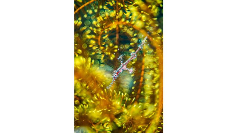 En la categoría "Arte natural", el fotógrafo británico Alex Mustard encontró un pez pipa fantasma escondido en una estrella de plumas. FOTO: Alexander Mustard / Fotógrafo de vida silvestre del año