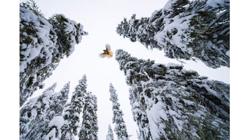 En la categoría "15-17 años", el ganador finlandés Lasse Kurkela capturó un arrendajo siberiano volando hasta la copa de un abeto para guardar su comida. FOTO: Lasse Kurkela / Fotógrafo de vida silvestre del año