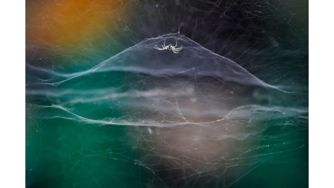 El joven fotógrafo de vida silvestre del año Vidyun R. Hebbar capturó la telaraña de una tienda de campaña mientras una bicitaxi automática pasaba por la India. FOTO: Vidyun R. Hebbar / Fotógrafo de vida silvestre del año