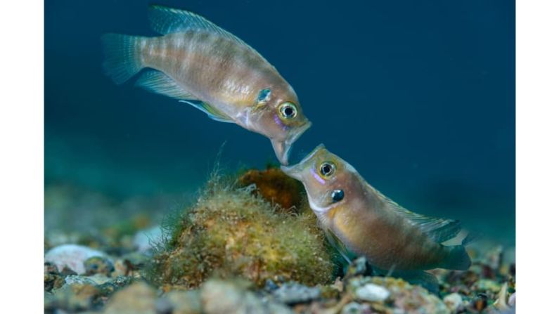 Angel Fitor de España ganó el "Premio Portfolio" por esta foto de una batalla entre dos peces cíclidos por una concha de caracol. FOTO: Angel M.Fitor / Fotógrafo de vida silvestre del año