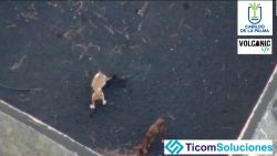 CNNE 1082331 - dron alimenta a perros atrapados en jardin rodeado de lava