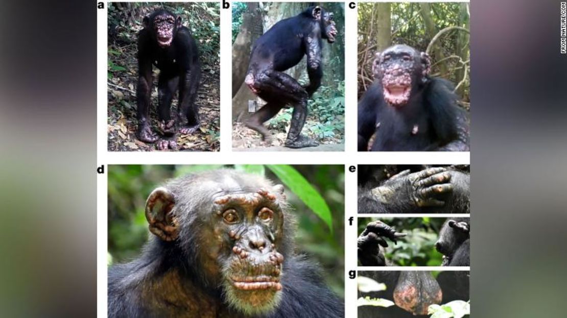 Estos chimpancés salvajes de África occidental muestran síntomas físicos de lepra, incluidos nódulos y lesiones faciales.