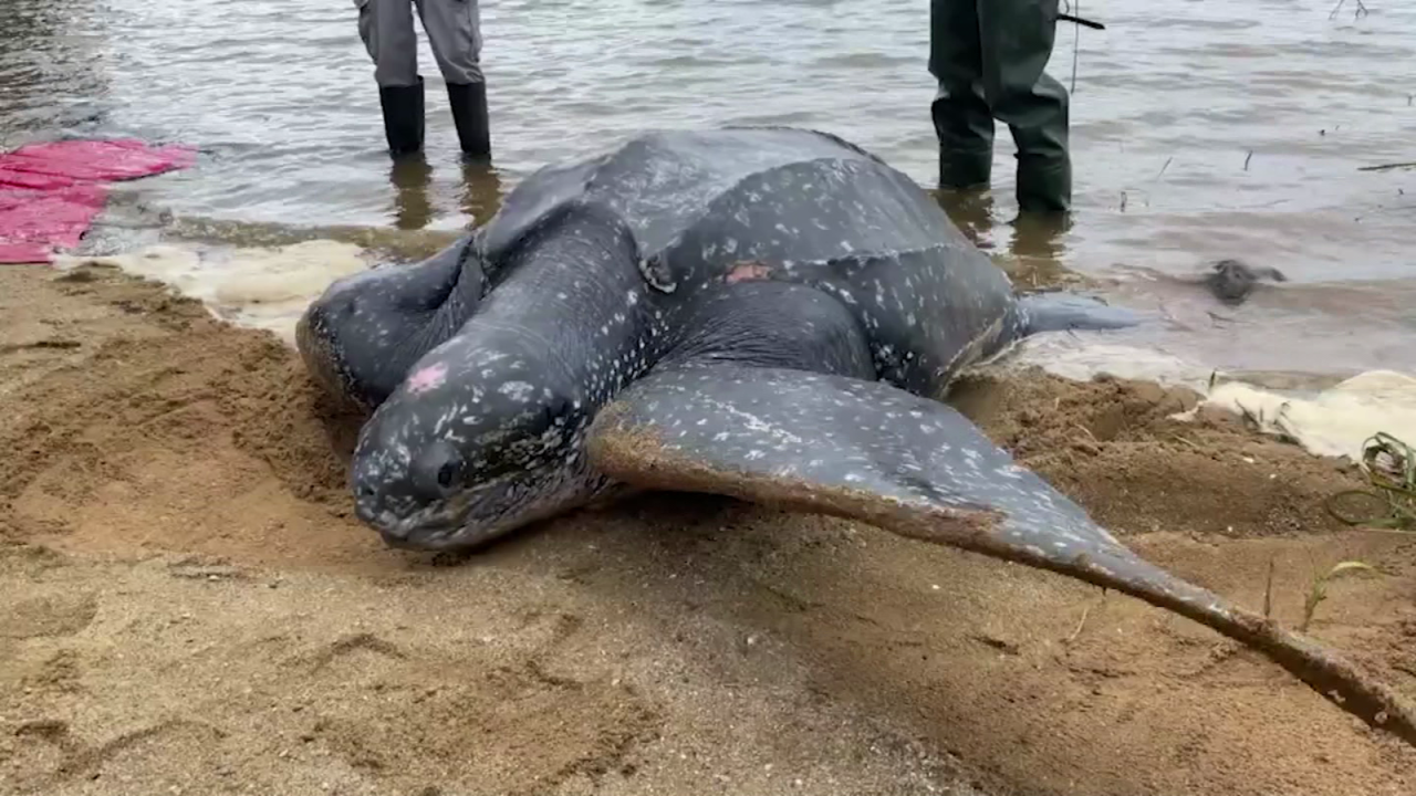 CNNE 1083238 - asi ayudaron a esta tortuga a volver al oceano