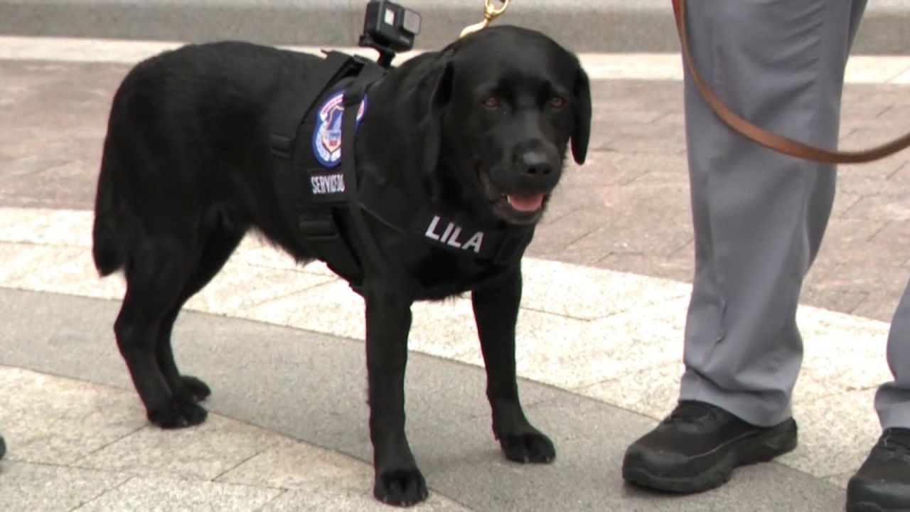 CNNE 1083300 - mira al agente mas nuevo de la policia del capitolio en accion