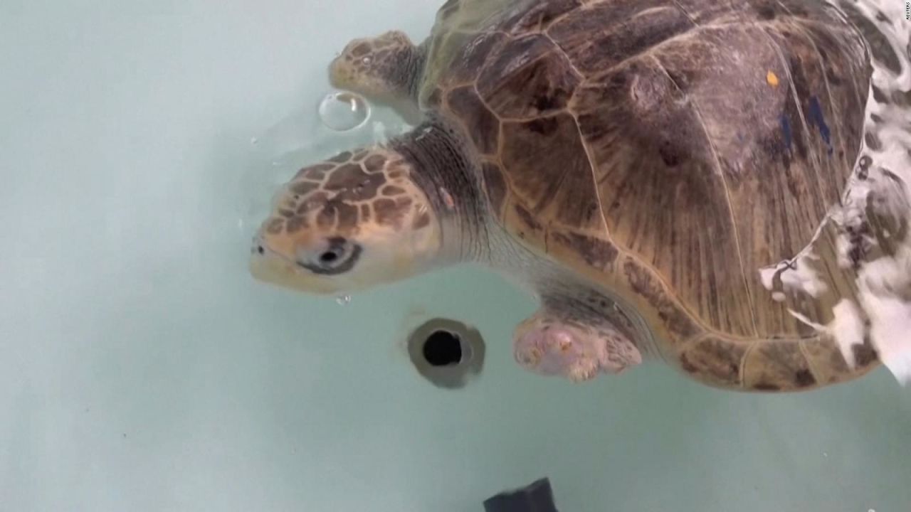 CNNE 1084037 - ayudan a tortugas marinas en ecuador