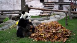 CNNE 1084139 - esto hace un panda cuando le esconden susgolosinas