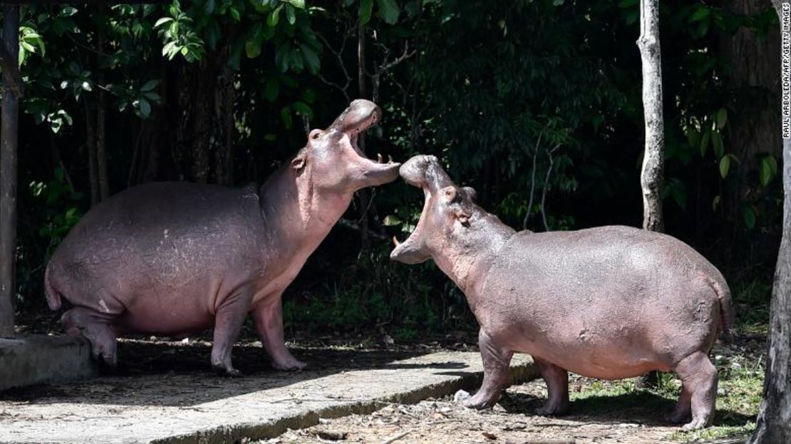 Hipopótamos en el parque temático Hacienda Nápoles, que alguna vez fue el zoológico privado del narcotraficante Pablo Escobar en su rancho Nápoles, en la ciudad colombiana de Doradal el 12 de septiembre de 2020.